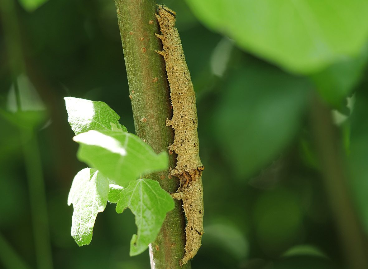 catocala-elocata