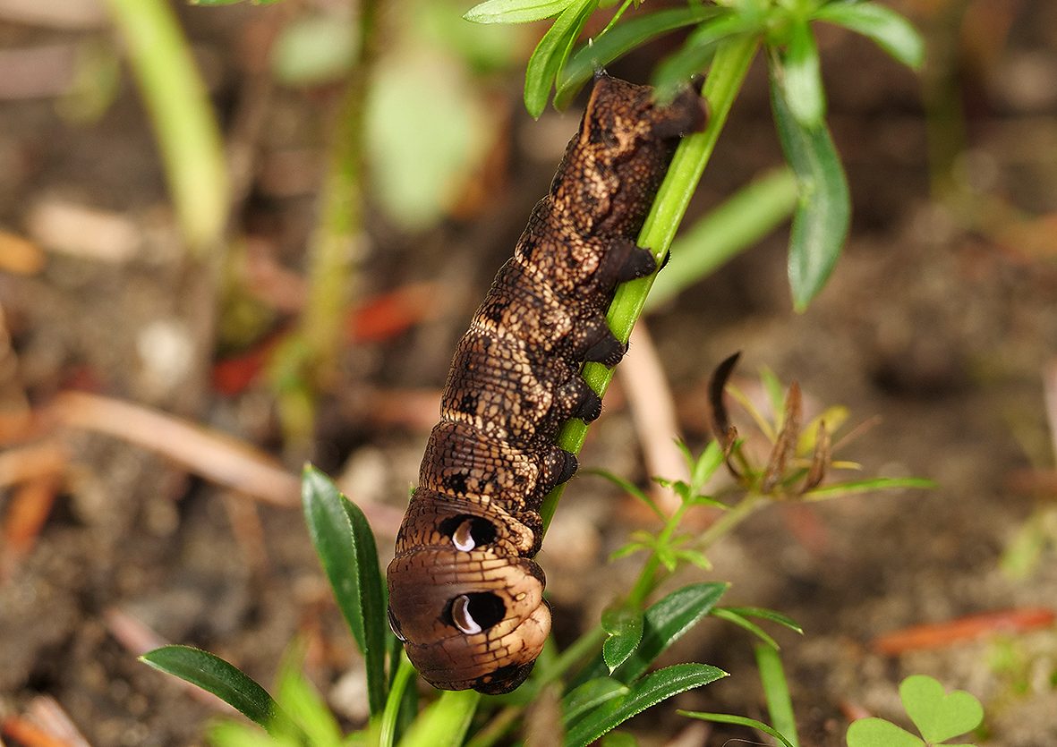 deilephila-elpenor