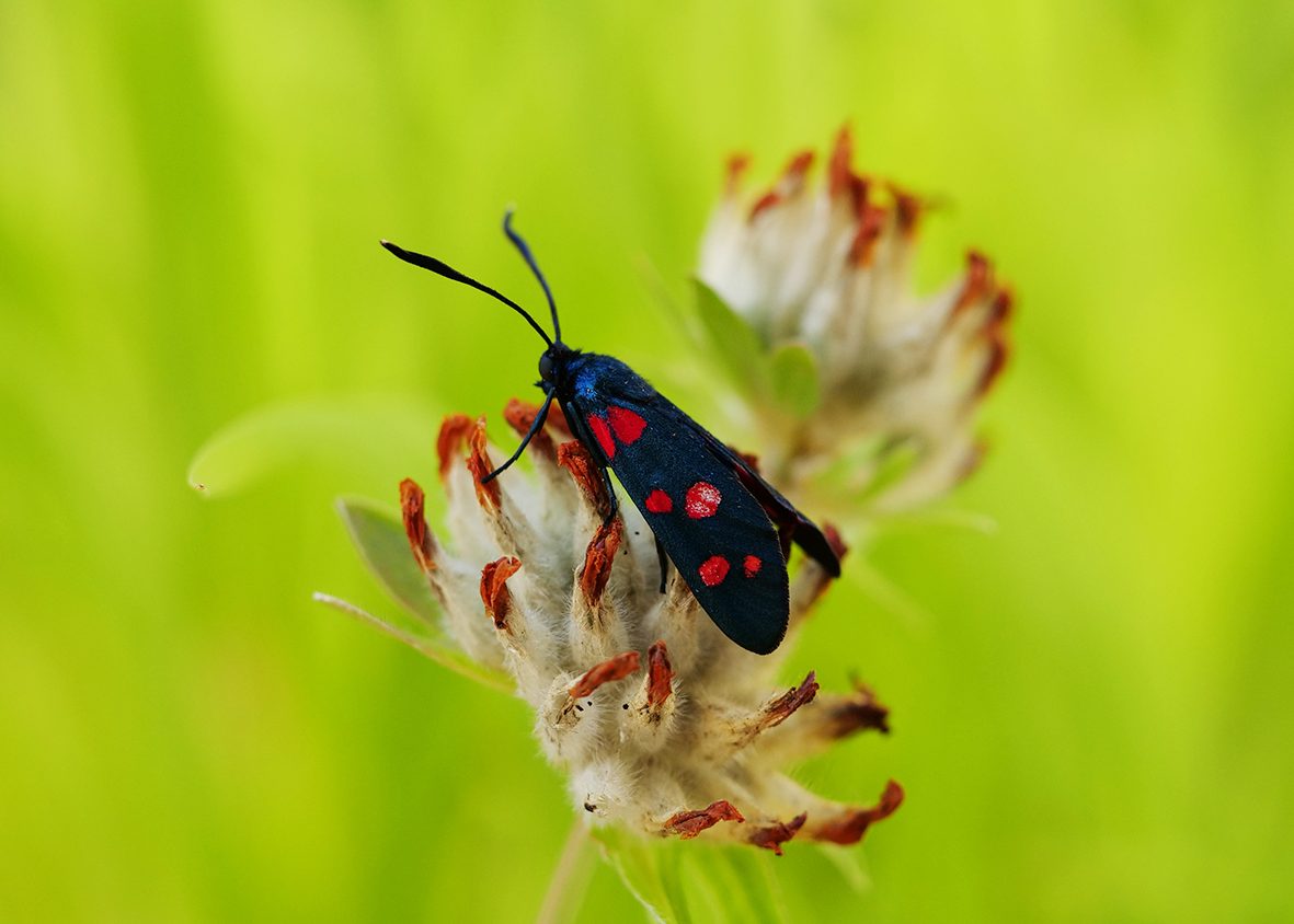 zygaena-ephialtes