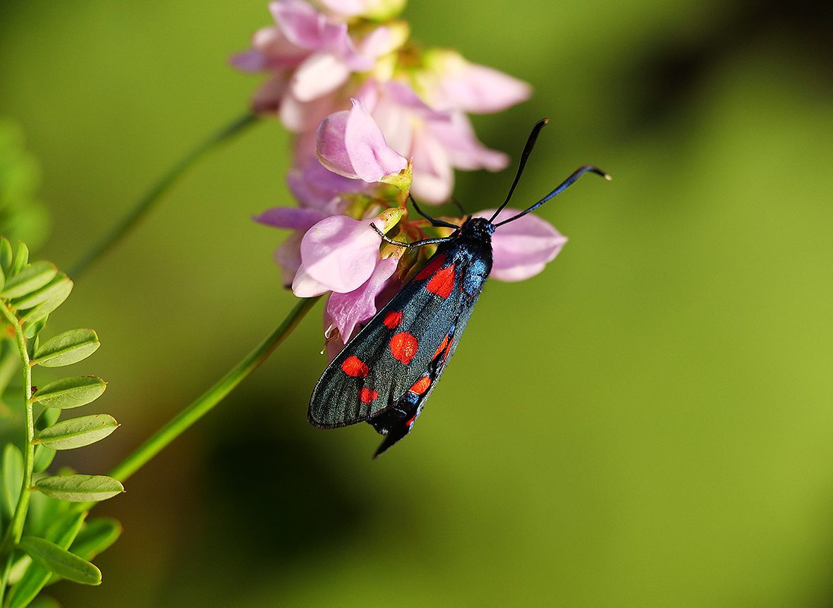 zygaena-ephialtes