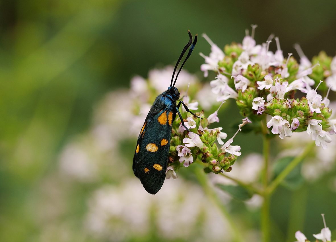 zygaena-ephialtes