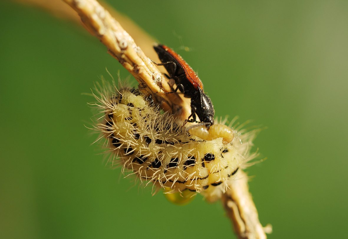 zygaena-ephialtes