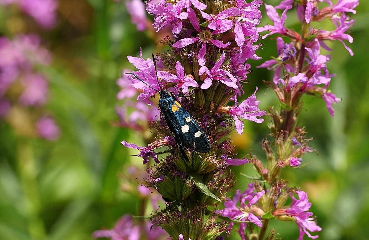 zygaena-ephialtes