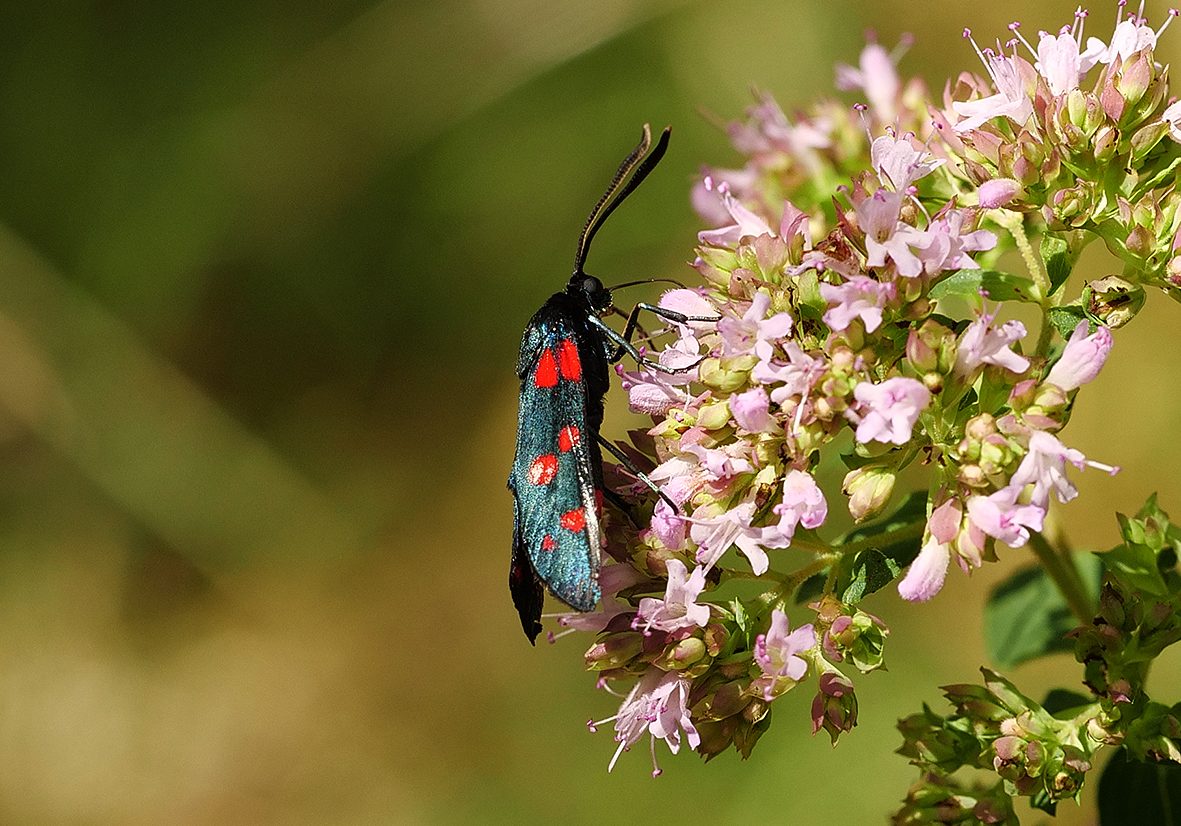 zygaena-ephialtes