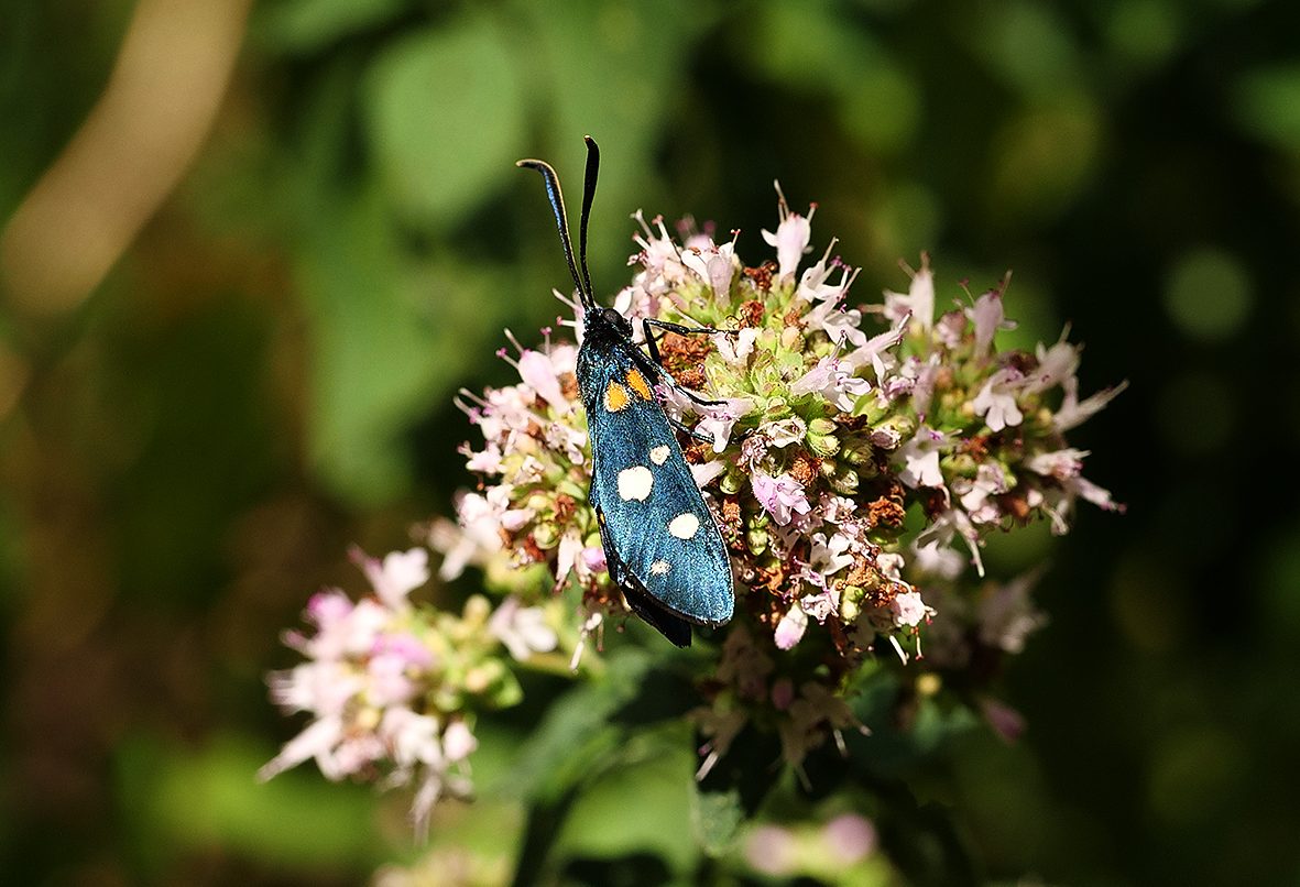 zygaena-ephialtes