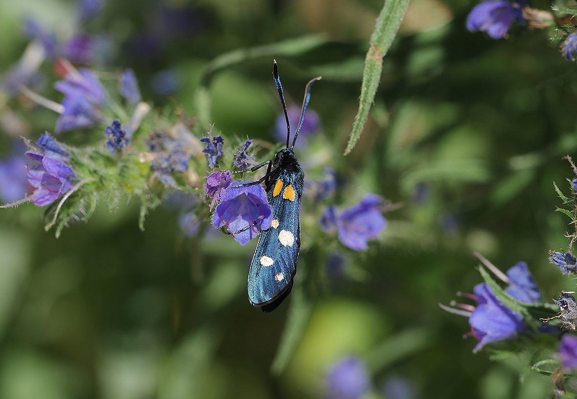 zygaena-ephialtes