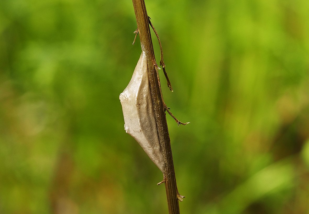 zygaena-ephialtes