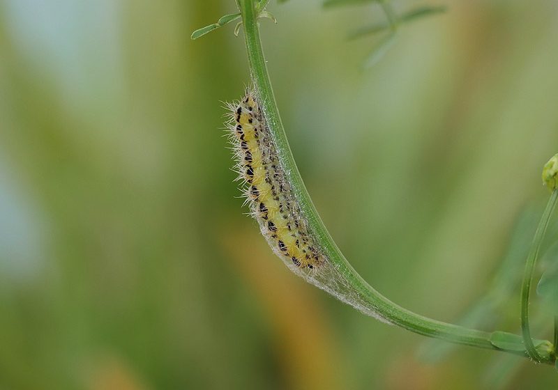 zygaena-ephialtes