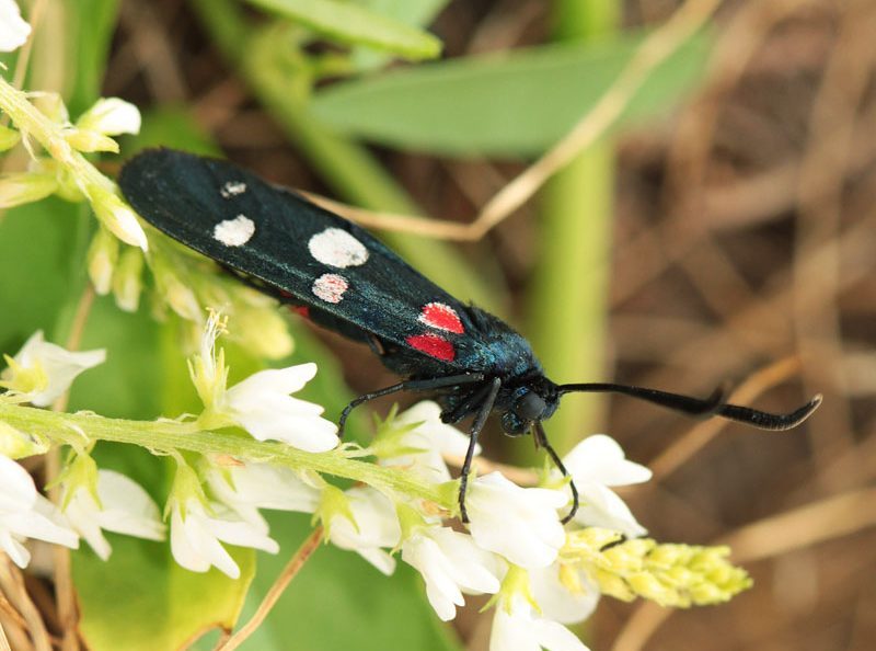 zygaena-ephialtes