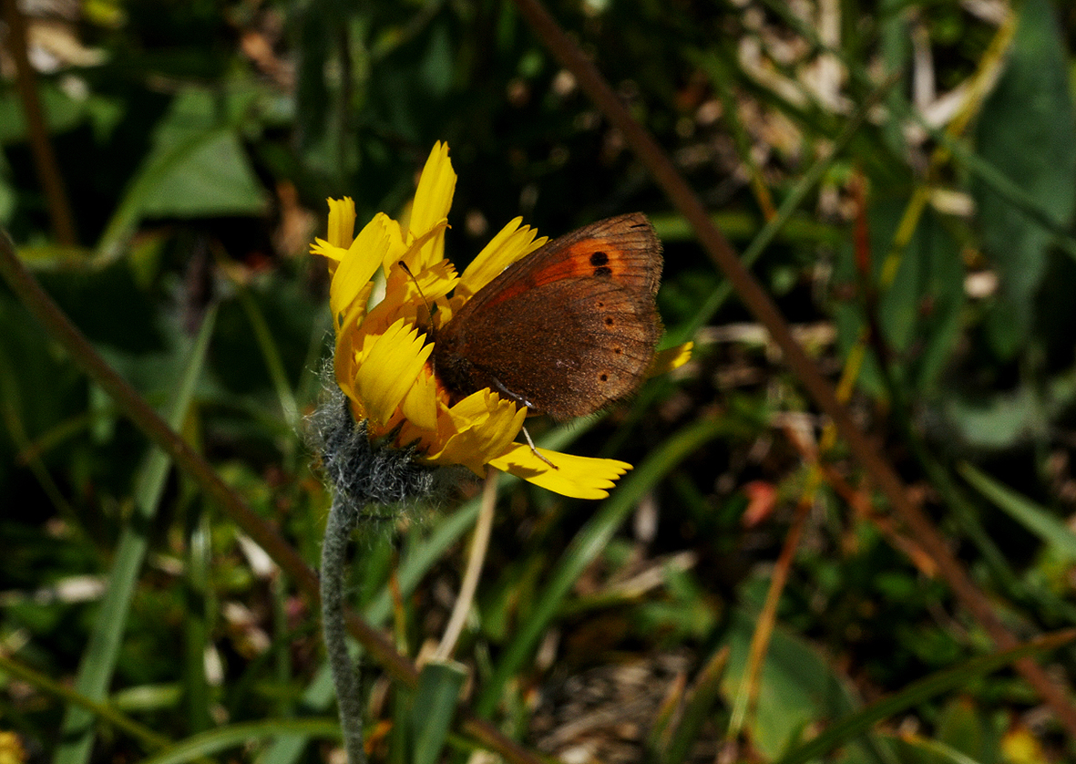 erebia-epiphron