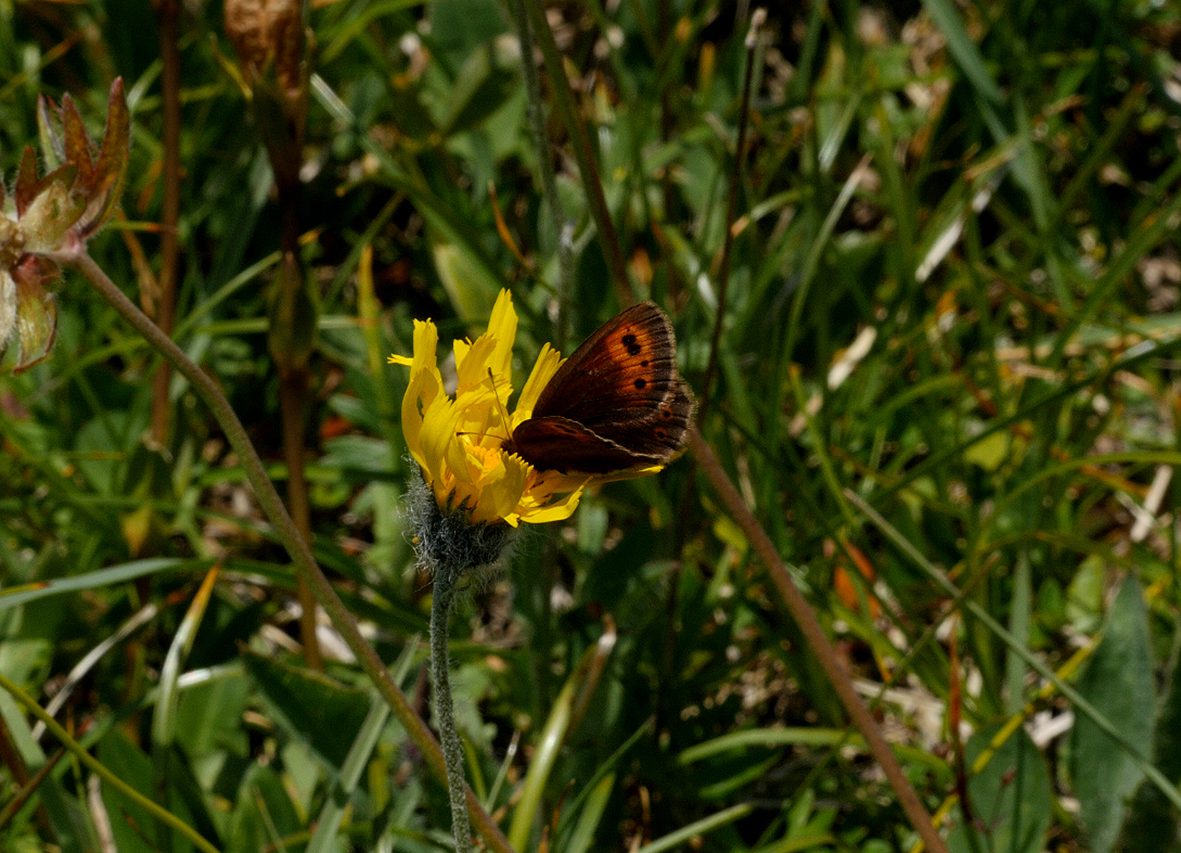 erebia-epiphron