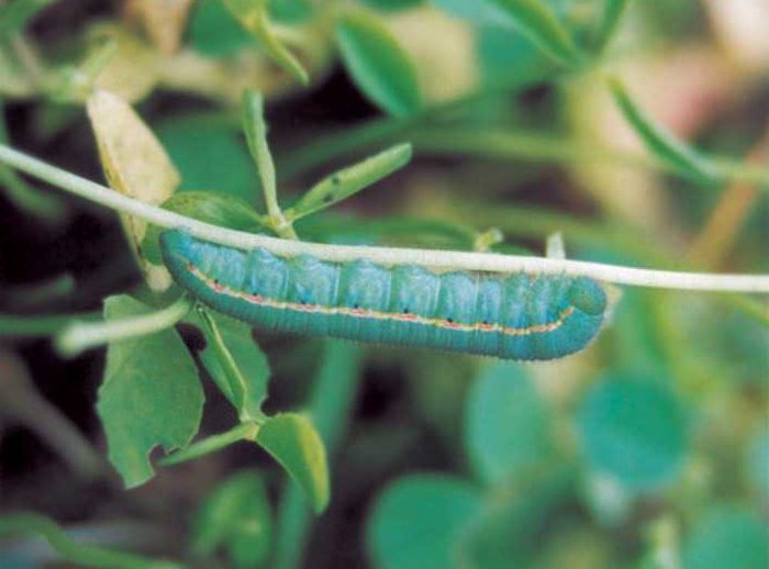 colias-erate