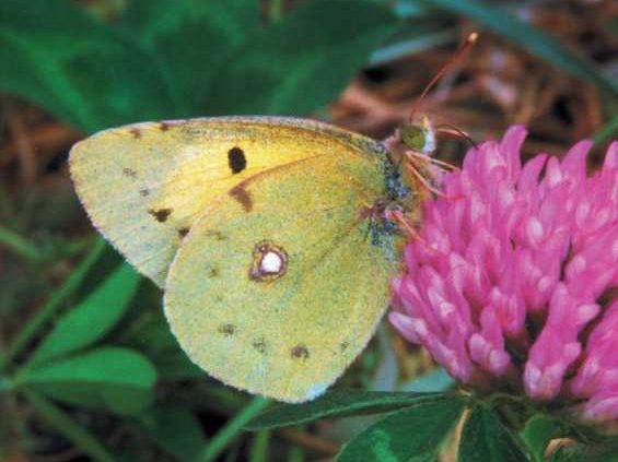 colias-erate