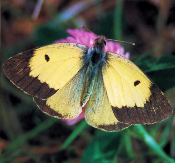 colias-erate