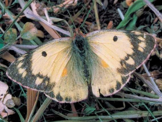 colias-erate