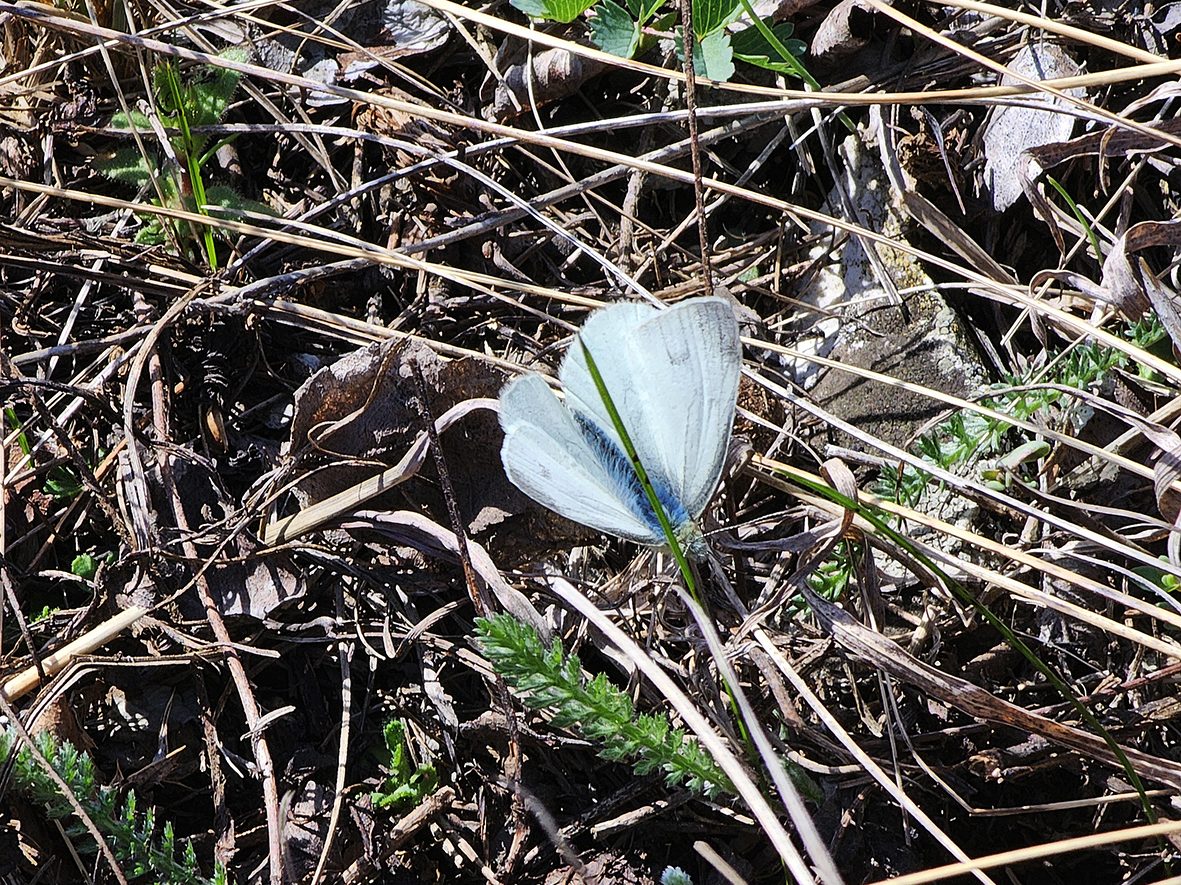 pieris-ergane