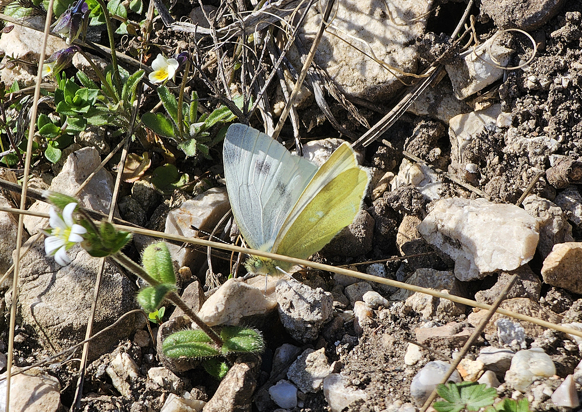 pieris-ergane