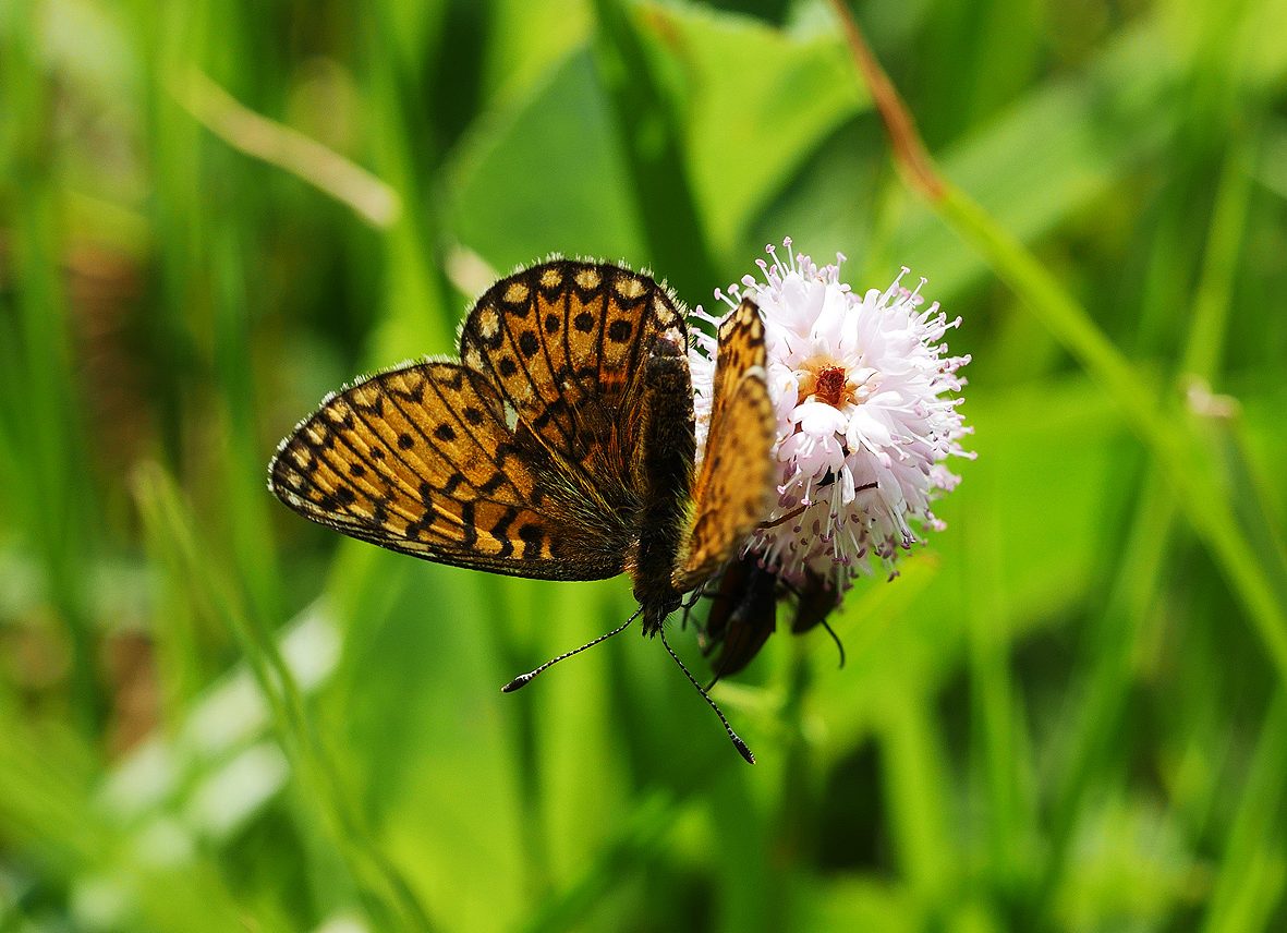 boloria-eunomia