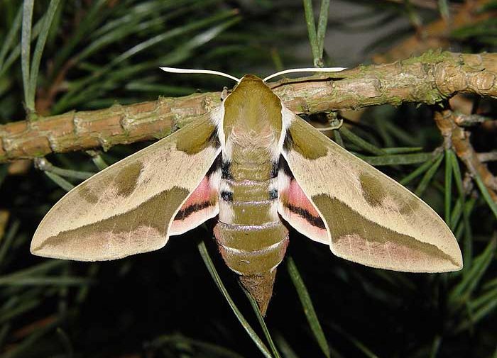 hyles-euphorbiae