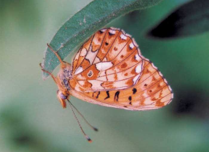 boloria-euphrosyne