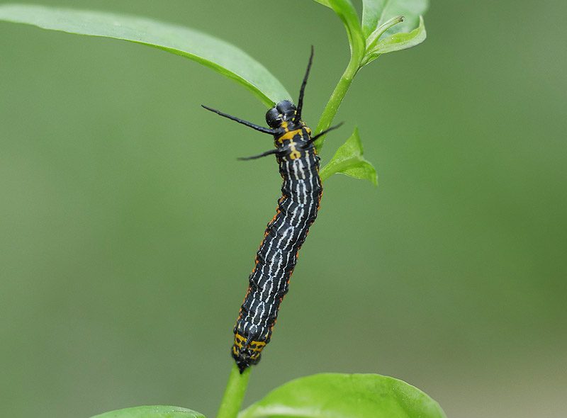 europaea