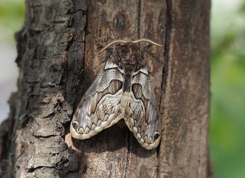 brahmaea-europaea