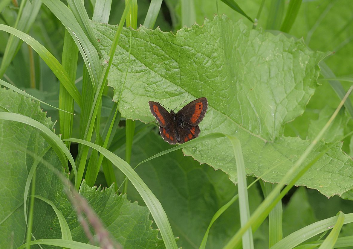 erebia-euryale