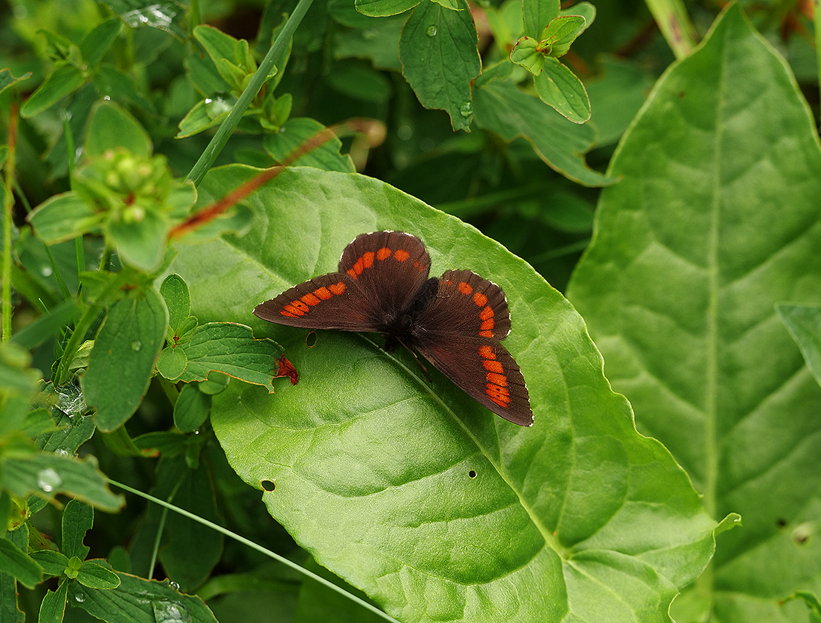 erebia-euryale