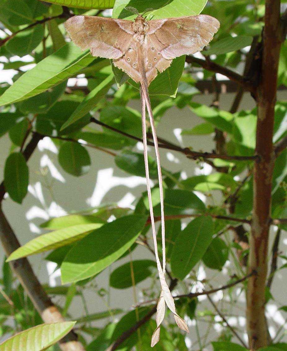 eudaemonia-troglophylla