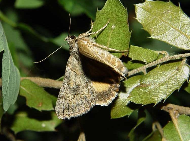 catocala-eutychea