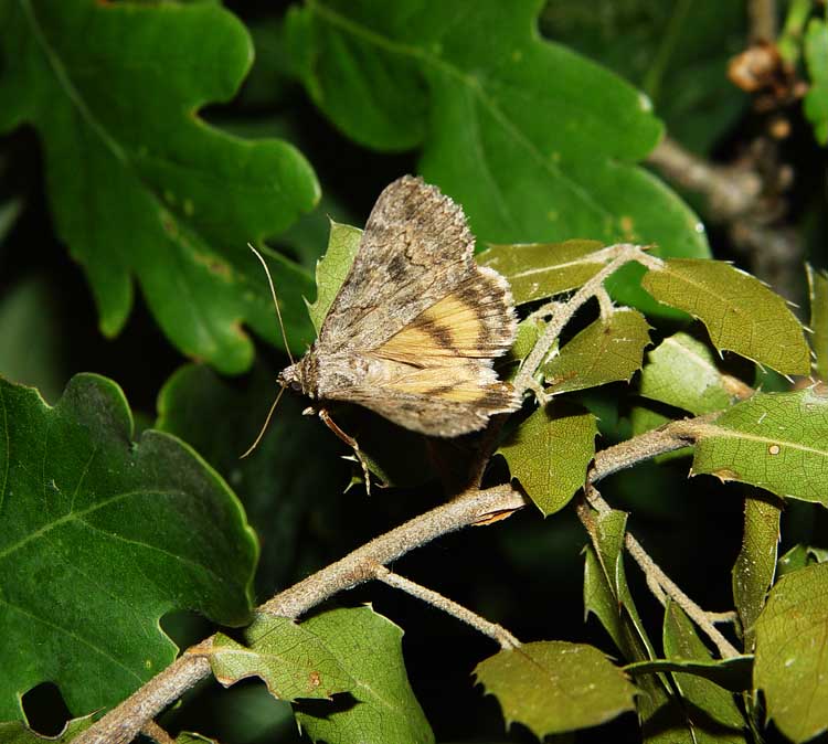 catocala-eutychea