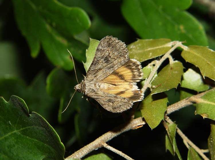 catocala-eutychea