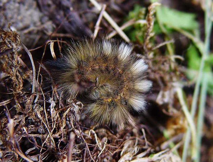 gynaephora-fascelina