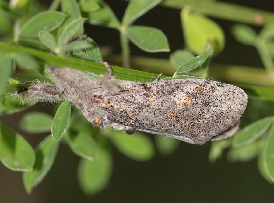 gynaephora-fascelina