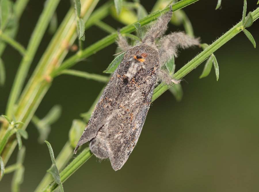 gynaephora-fascelina