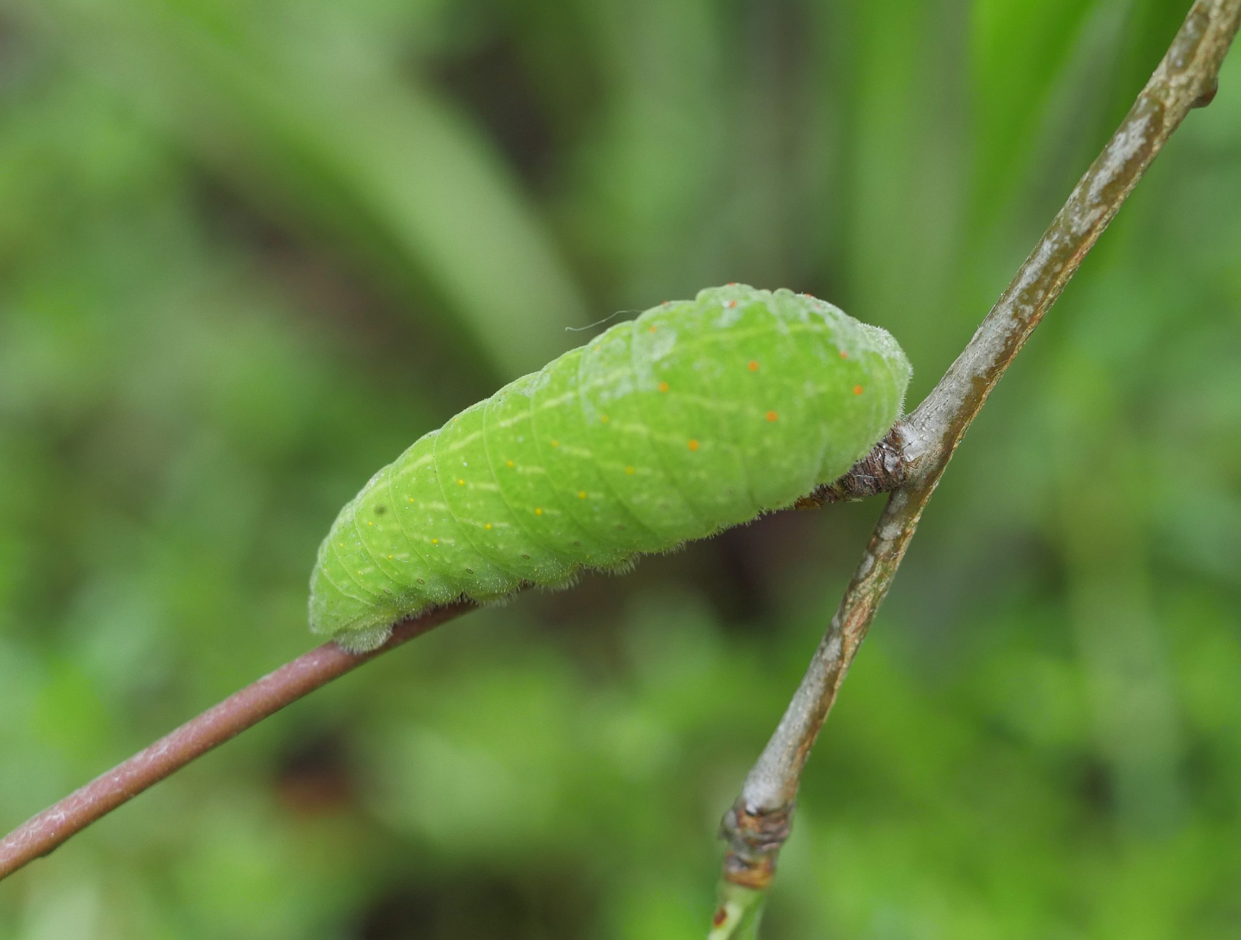 Iphiclides-feisthamelii