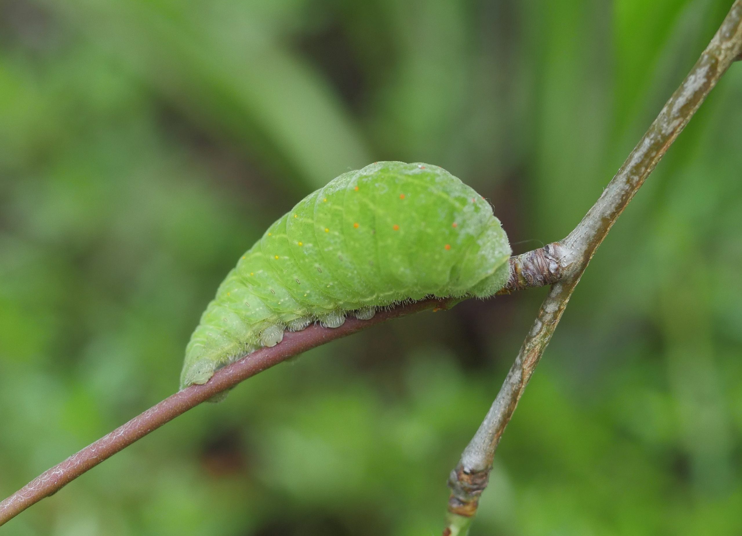 Iphiclides-feisthamelii