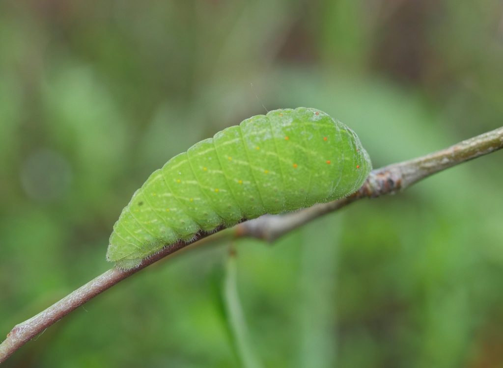 Iphiclides-feisthamelii