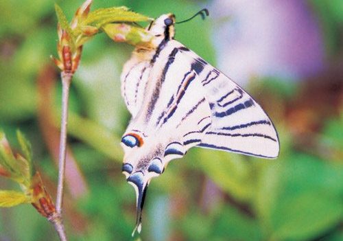 Iphiclides-feisthamelii