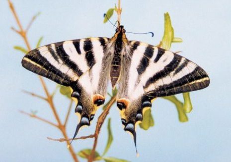 Iphiclides-feisthamelii