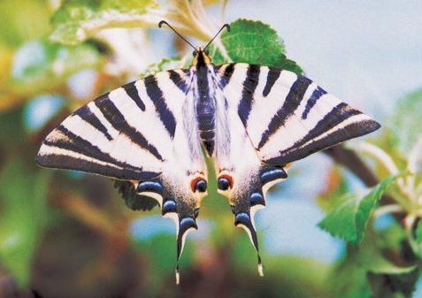 Iphiclides-feisthamelii