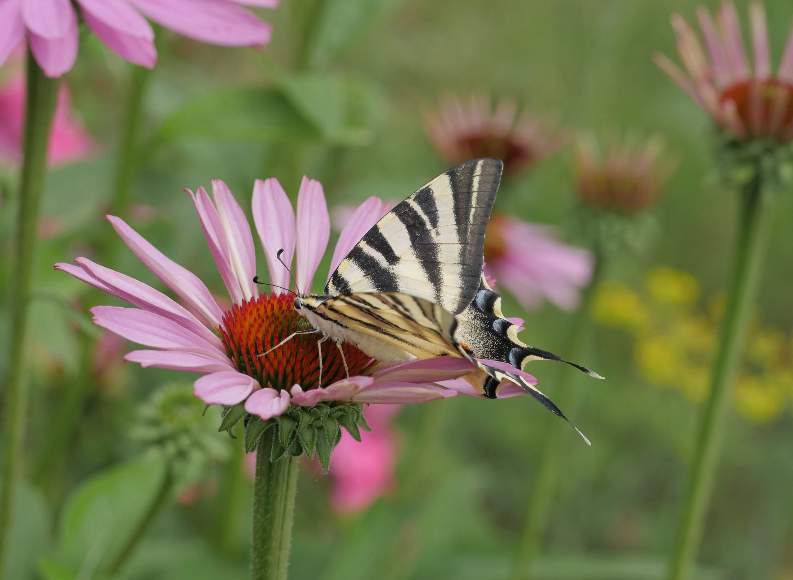 Iphiclides-feisthamelii