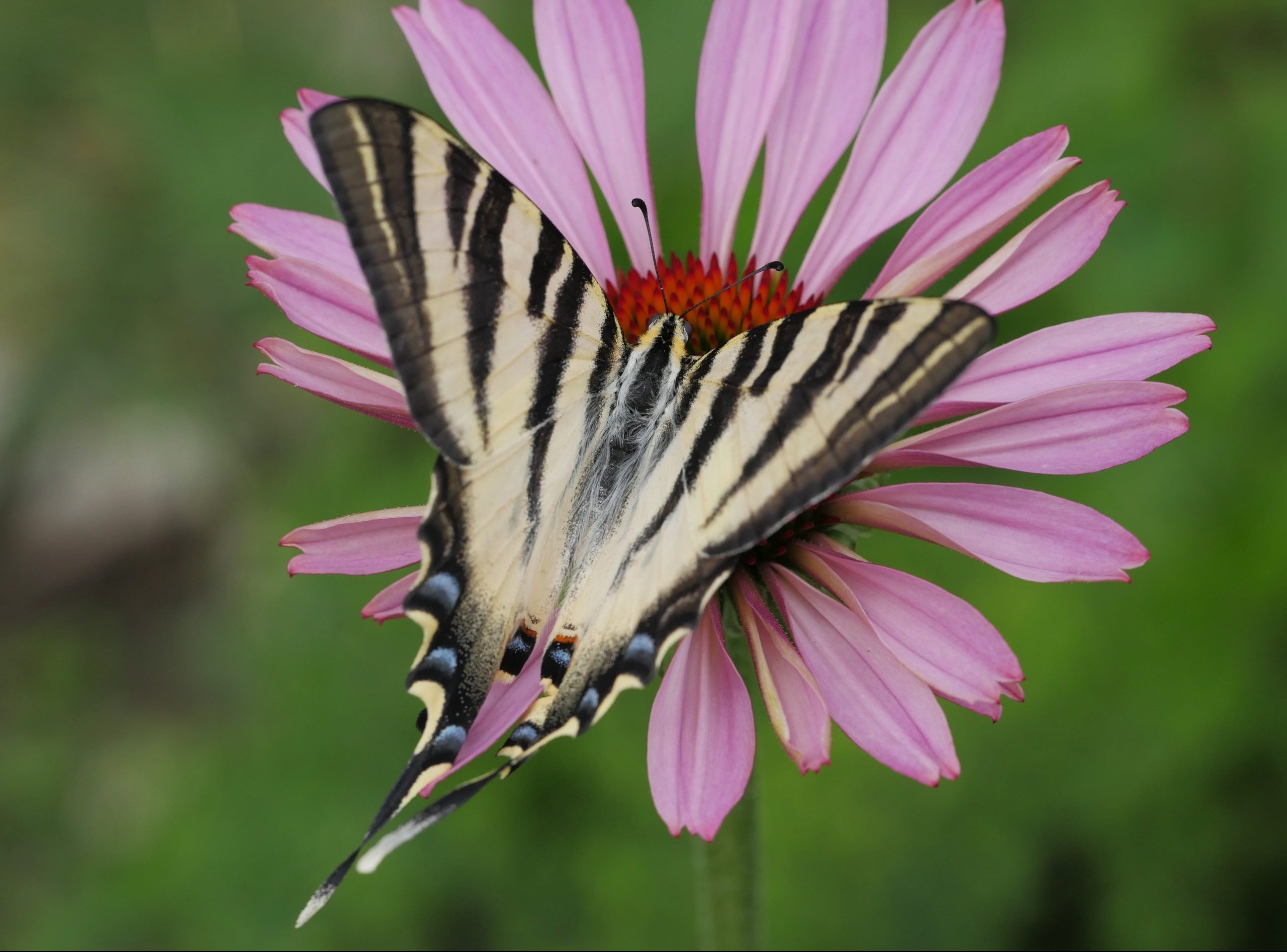 Iphiclides-feisthamelii