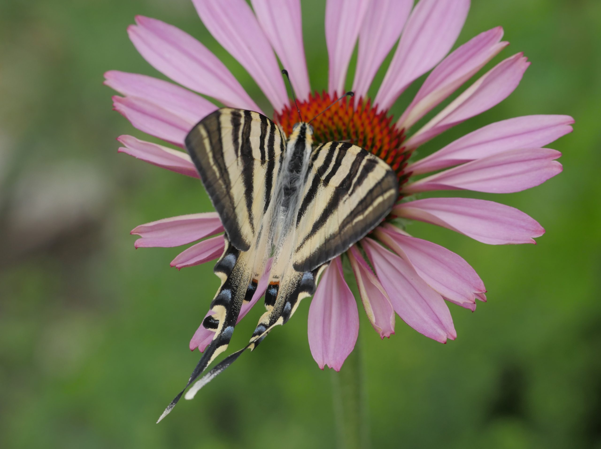 Iphiclides-feisthamelii