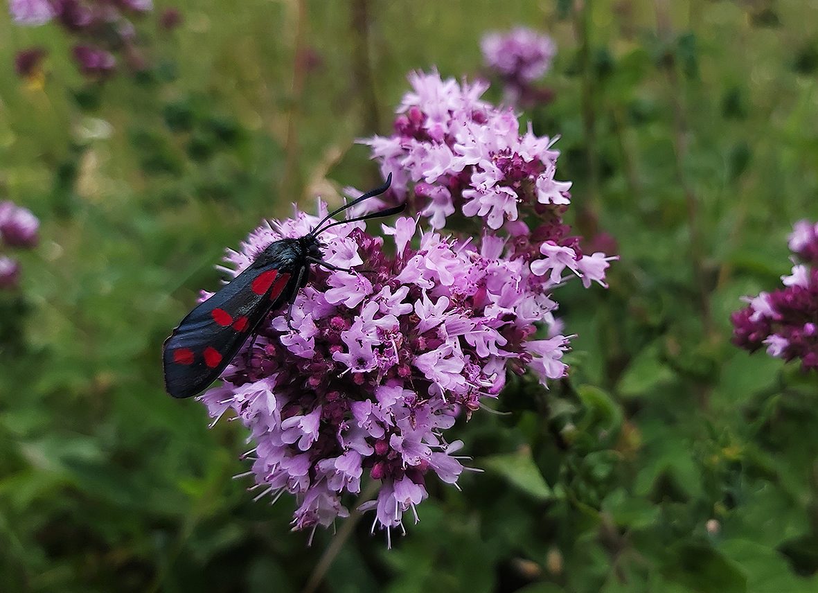 zygaena-filipendulae