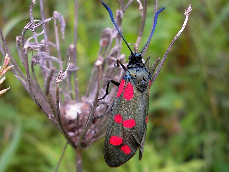 zygaena-filipendulae