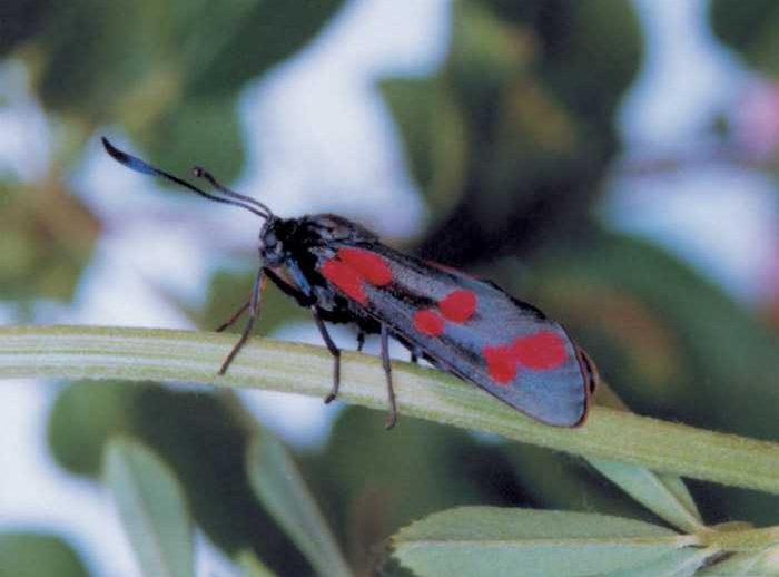 zygaena-filipendulae