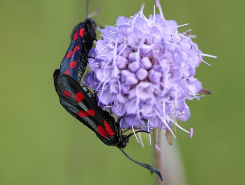 zygaena-filipendulae