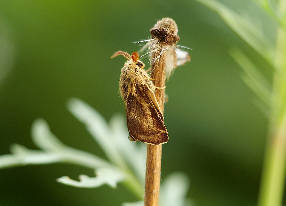 malacosoma-franconica