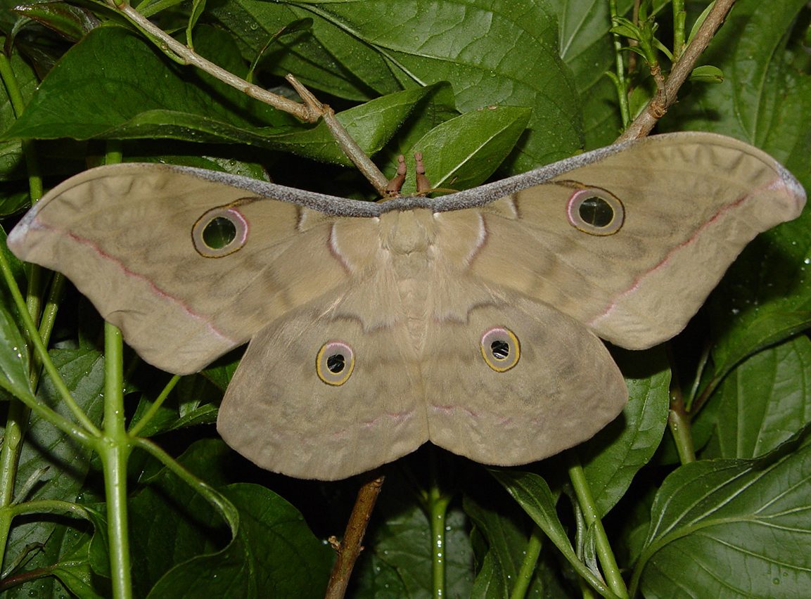 antheraea-frithi